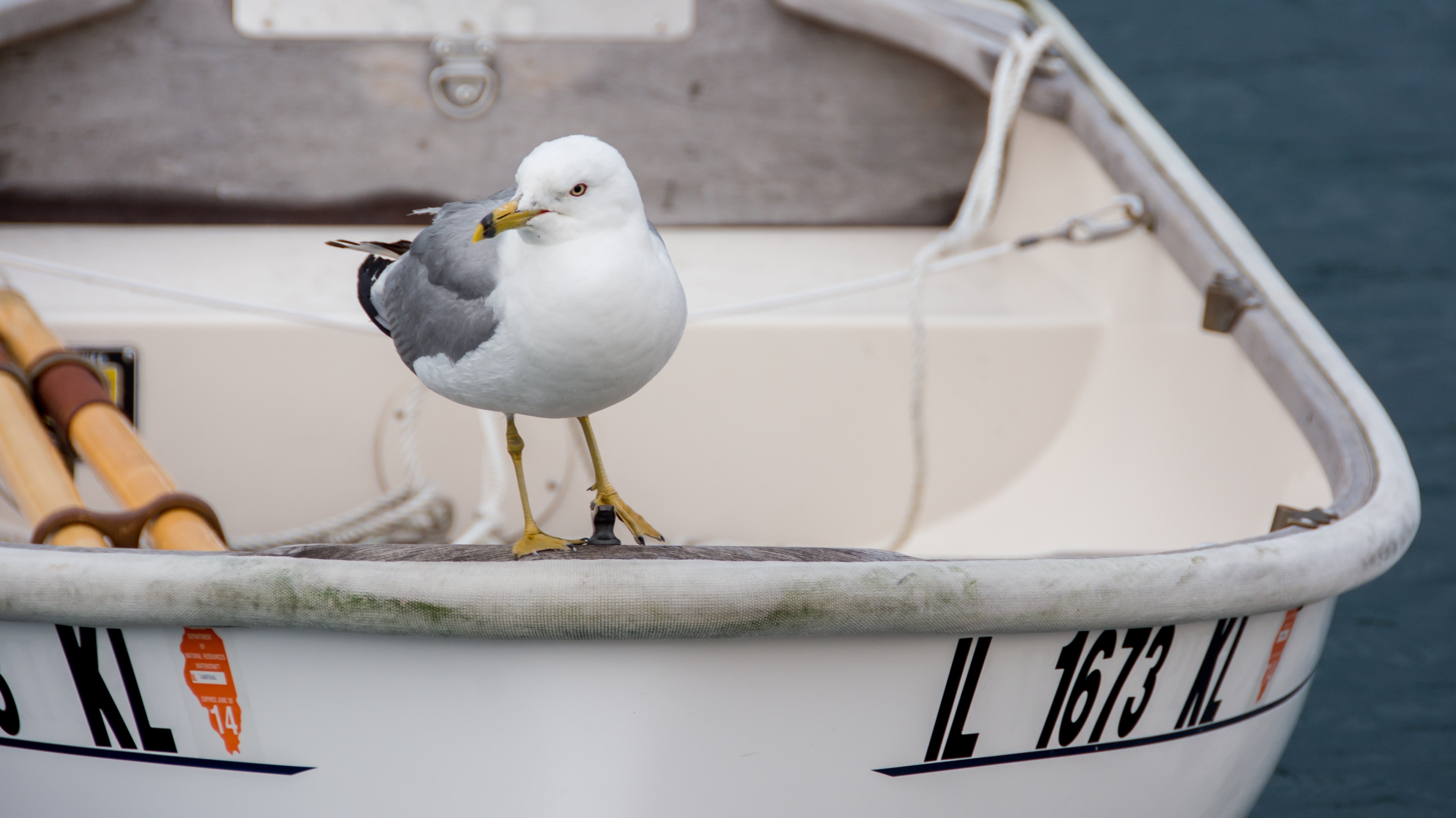 2014 07 NC Bear Cove Heywood Island sRGB-100