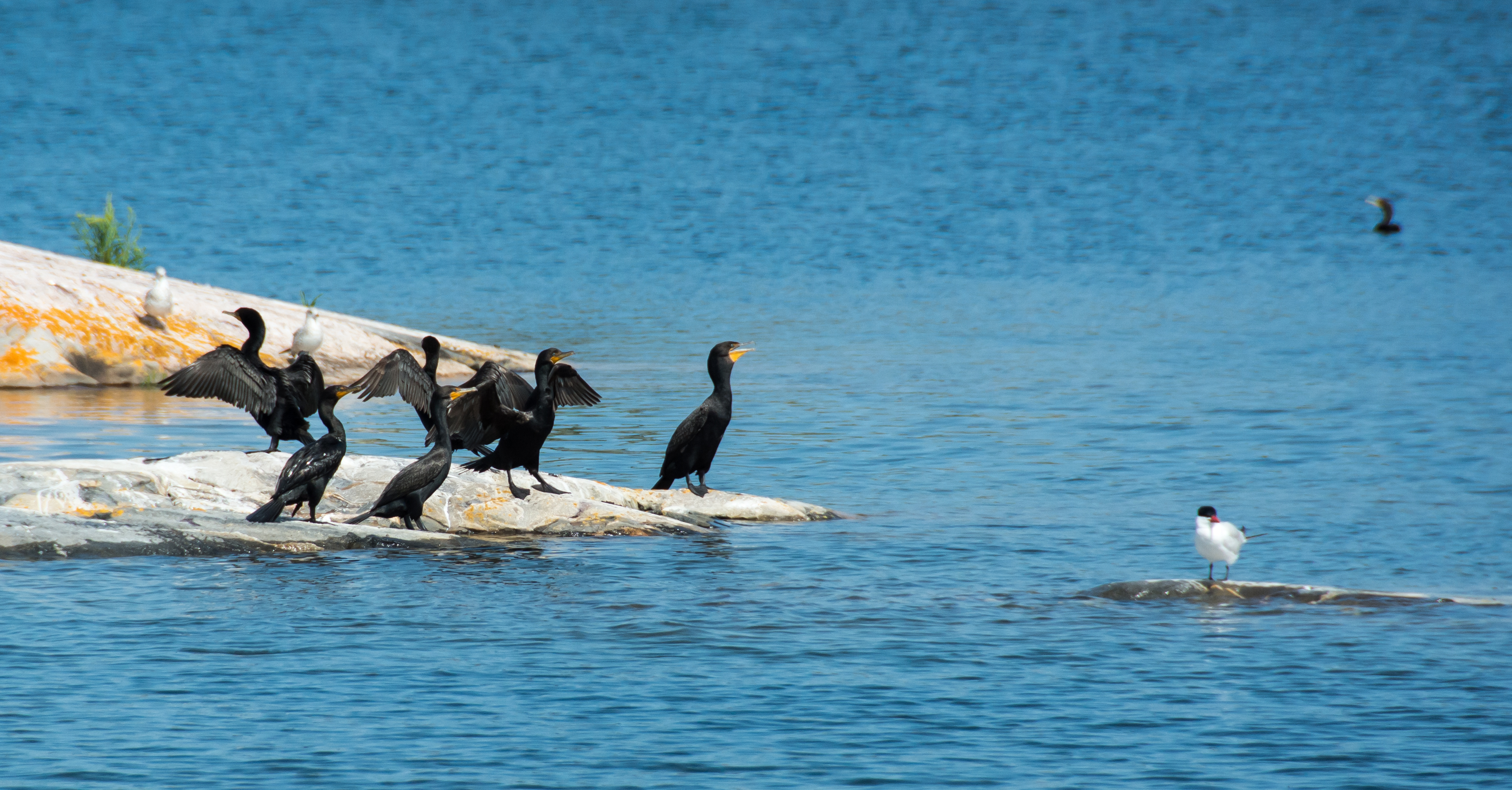 2014 07 NC Gwynne Bay Double-Crested Cormorants sRGB-107