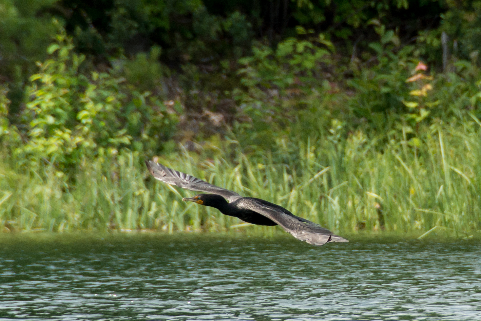 2014 07 NC Hotham Island Double-Crested Cormorant 1 sRGB