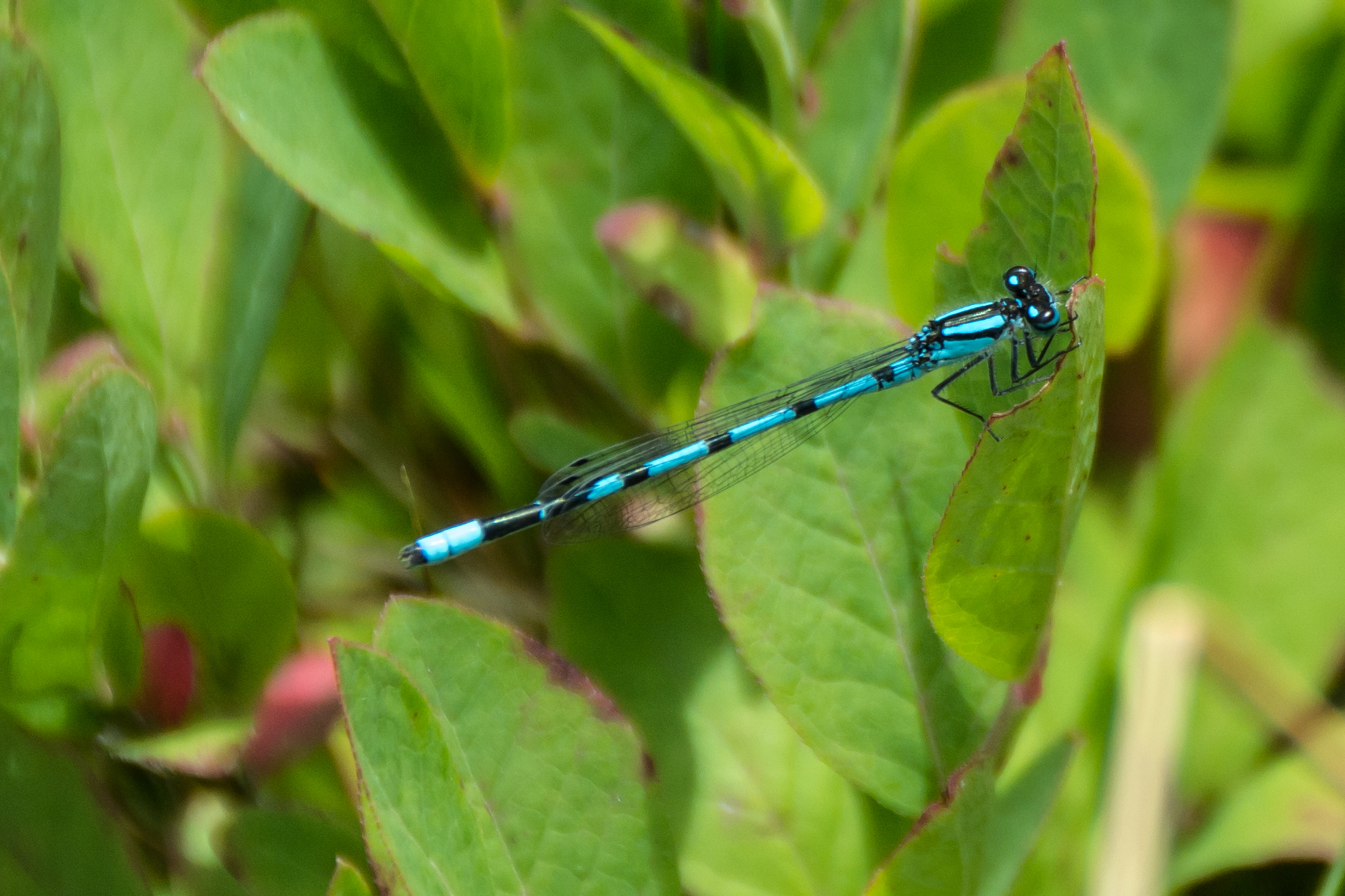 2014 07 NC Hotham Island Dragon Fly sRGB