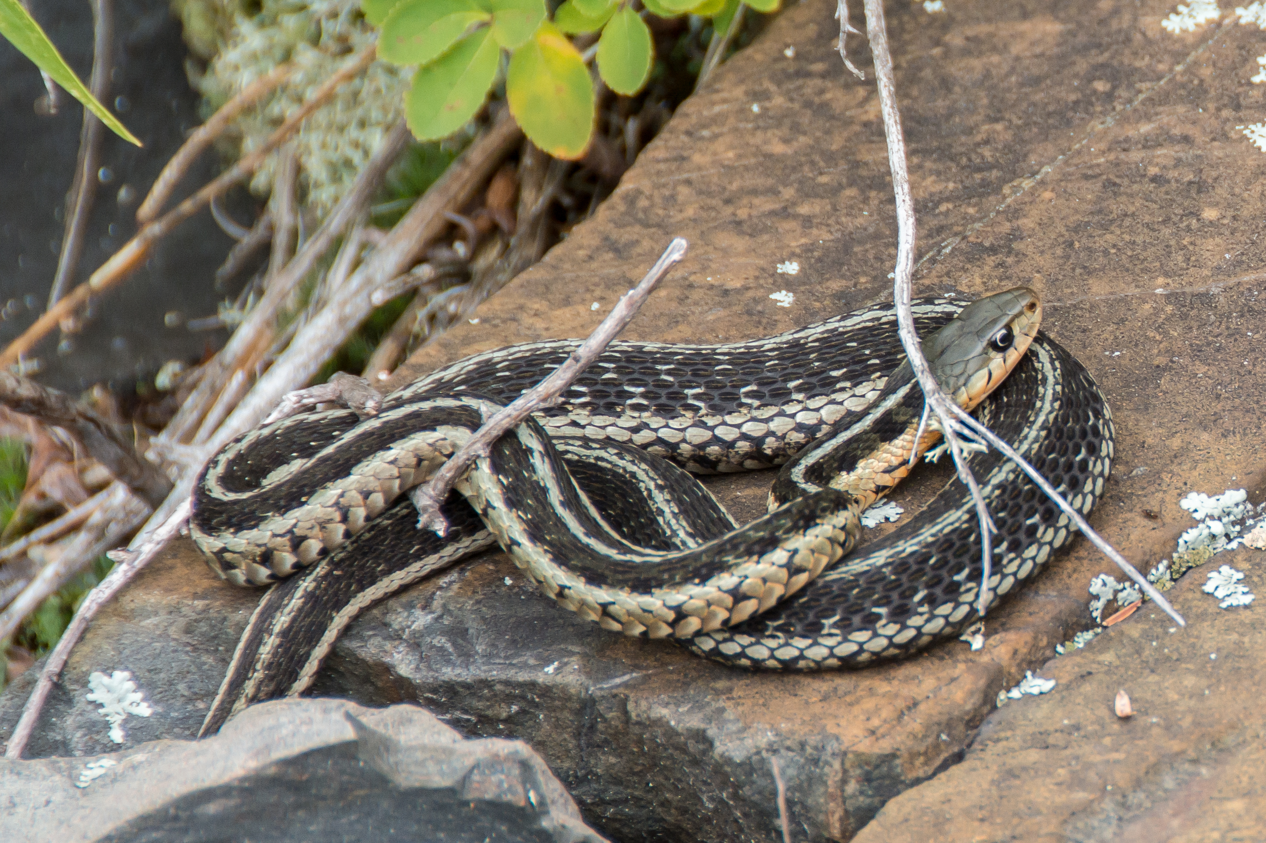 2014 07 NC Hotham Island Snake sRGB
