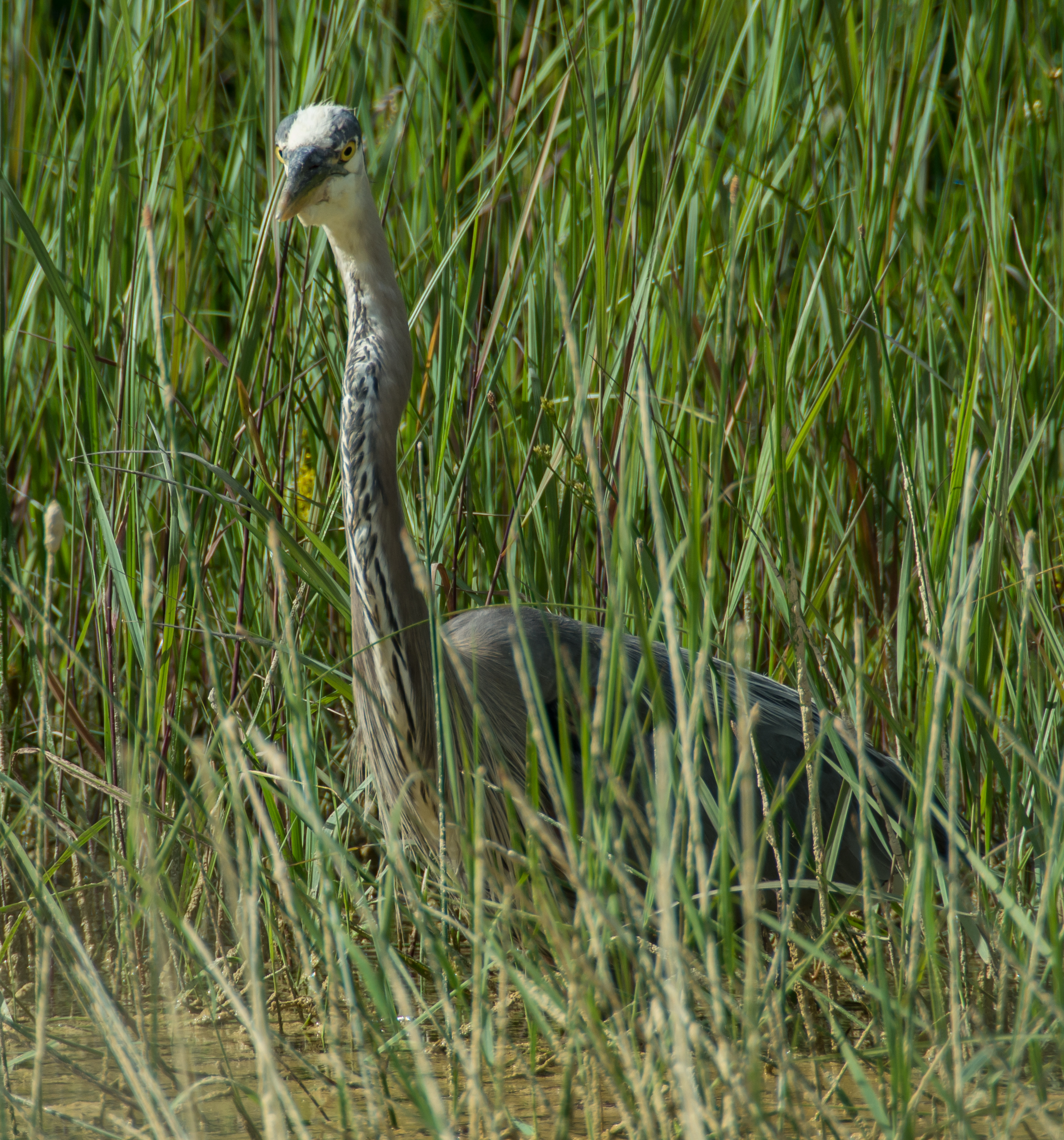 2014 07 NC Portage Cove Great Blue Heron sRGB-2