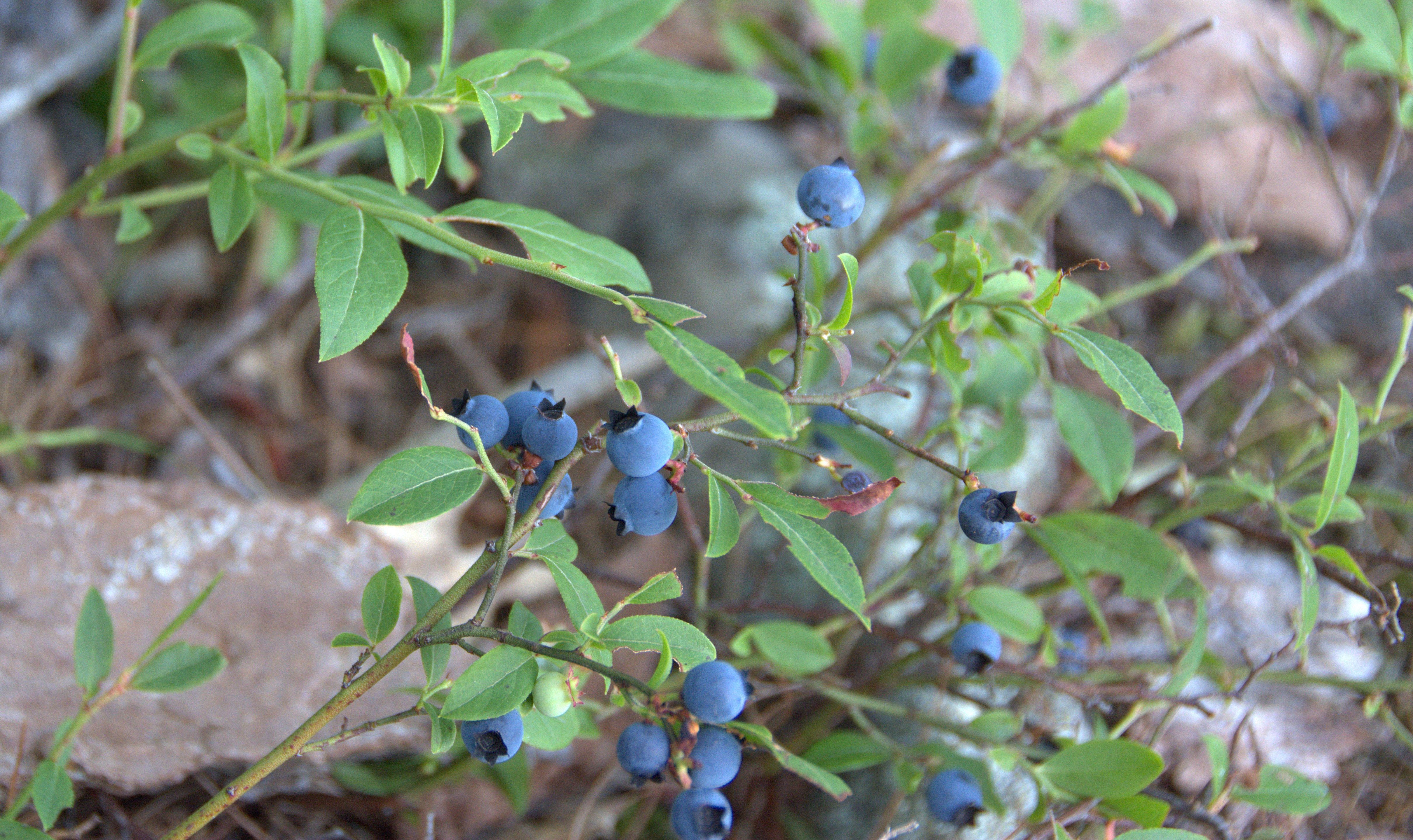 blueberries