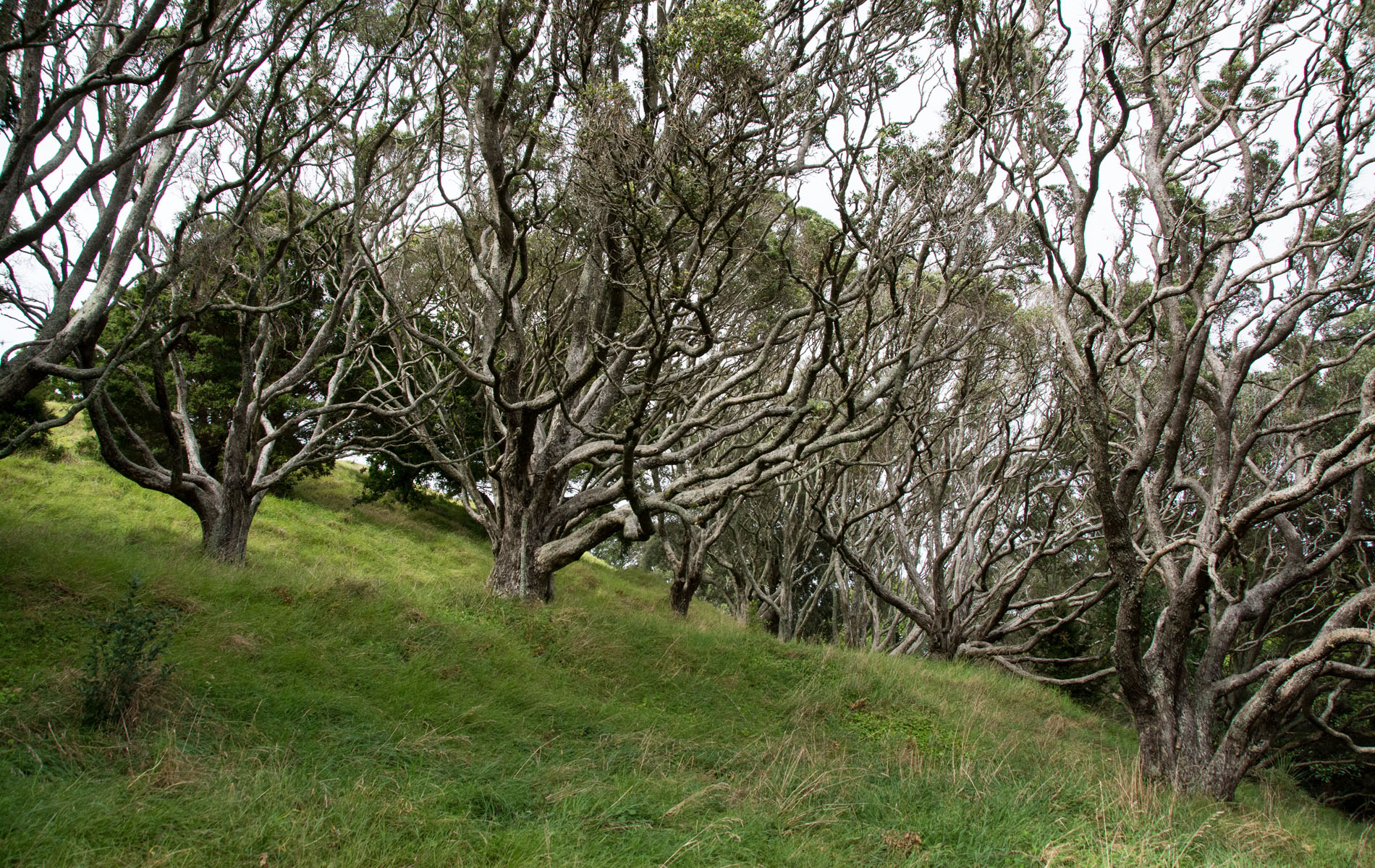 2016 03 28 Auckland Mt Eden-100