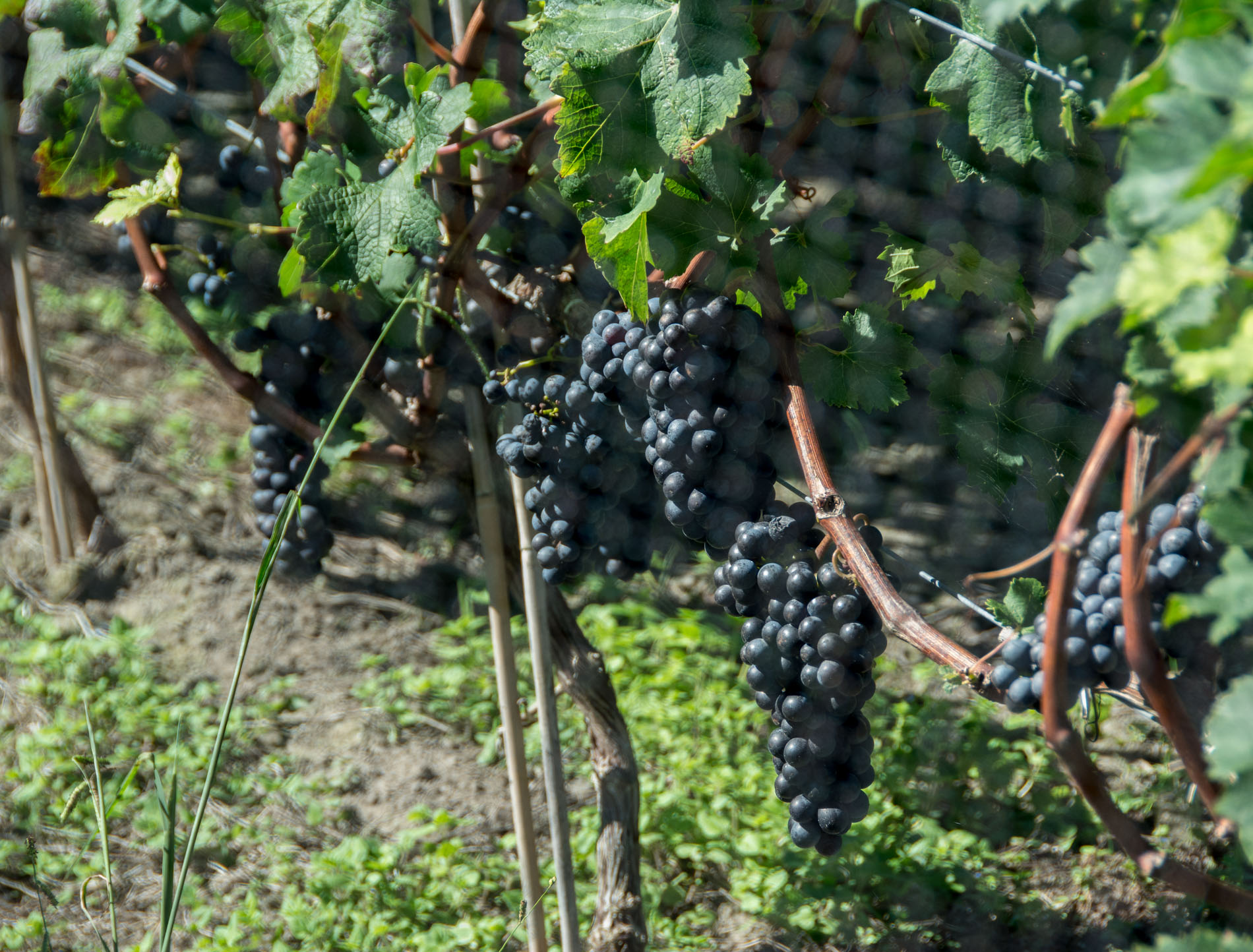 2016 03 29 Winery Waiheke - Stonyridge-105