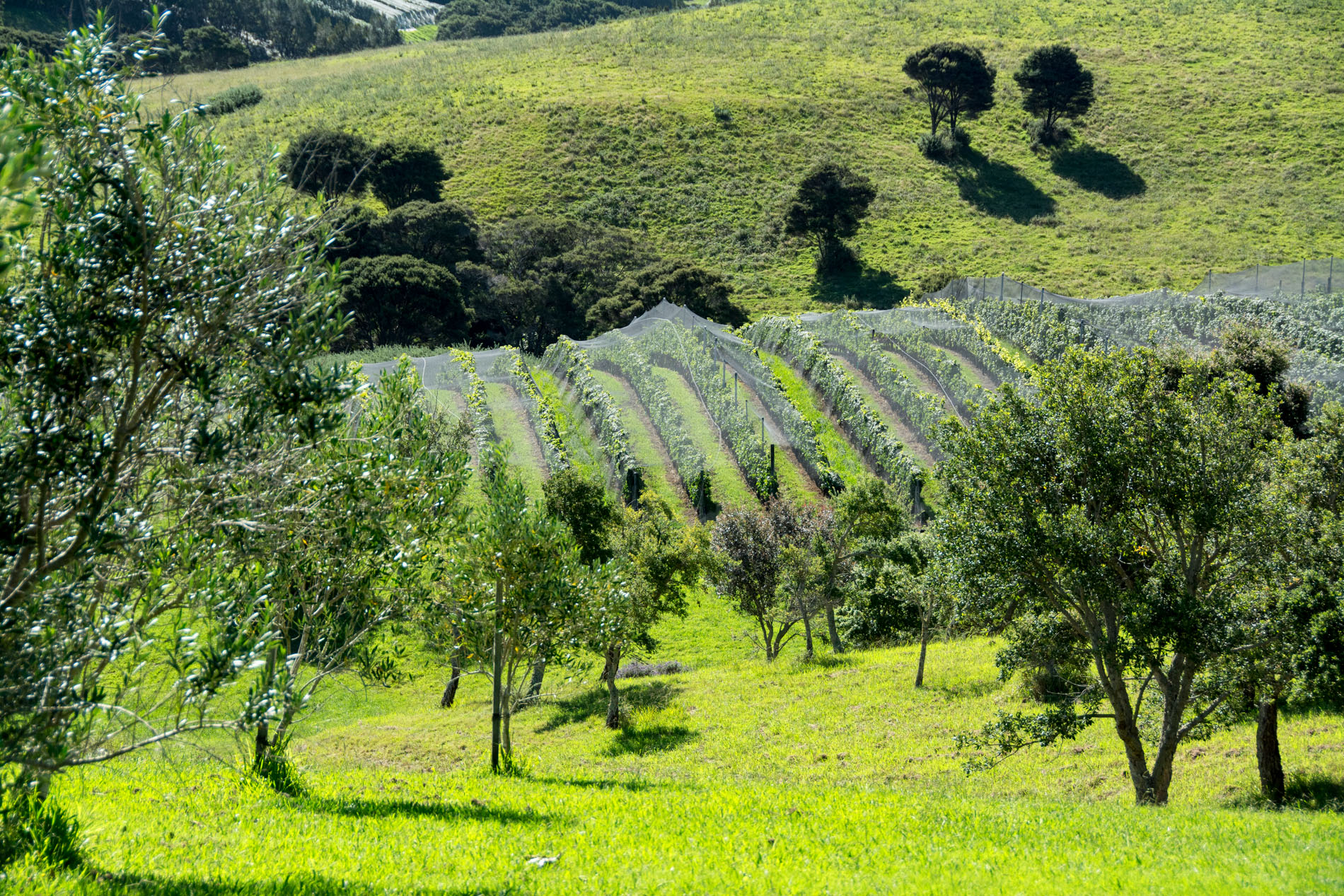 2016 03 29 Winery Waiheke - Stonyridge-108