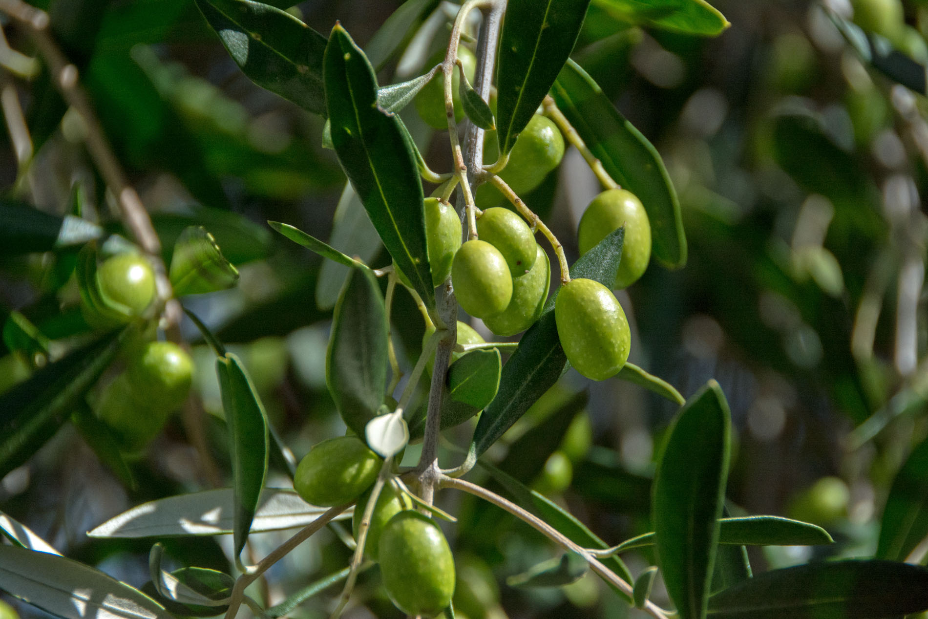 2016 03 29 Winery Waiheke - Stonyridge-115