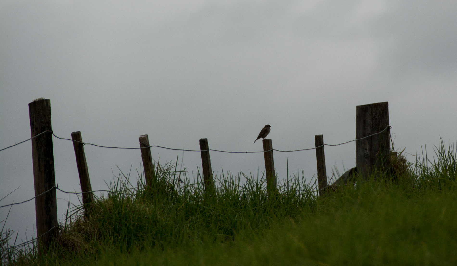 2016 04 01 Sail Day 3 Urupukapuka Hike to Otehei Bay-111