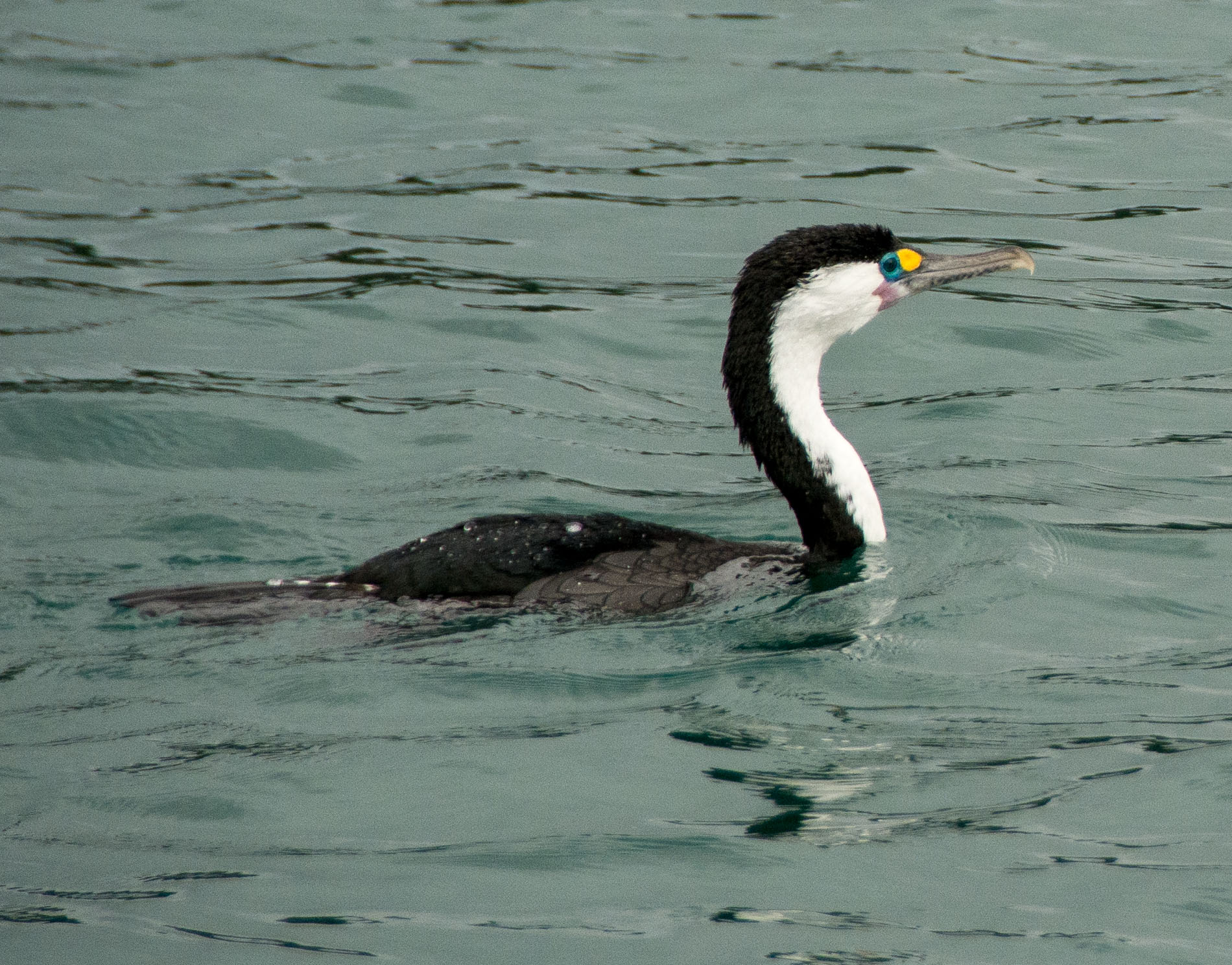 2016 04 02 Sail Day 4 Otaio Bay Birds-101