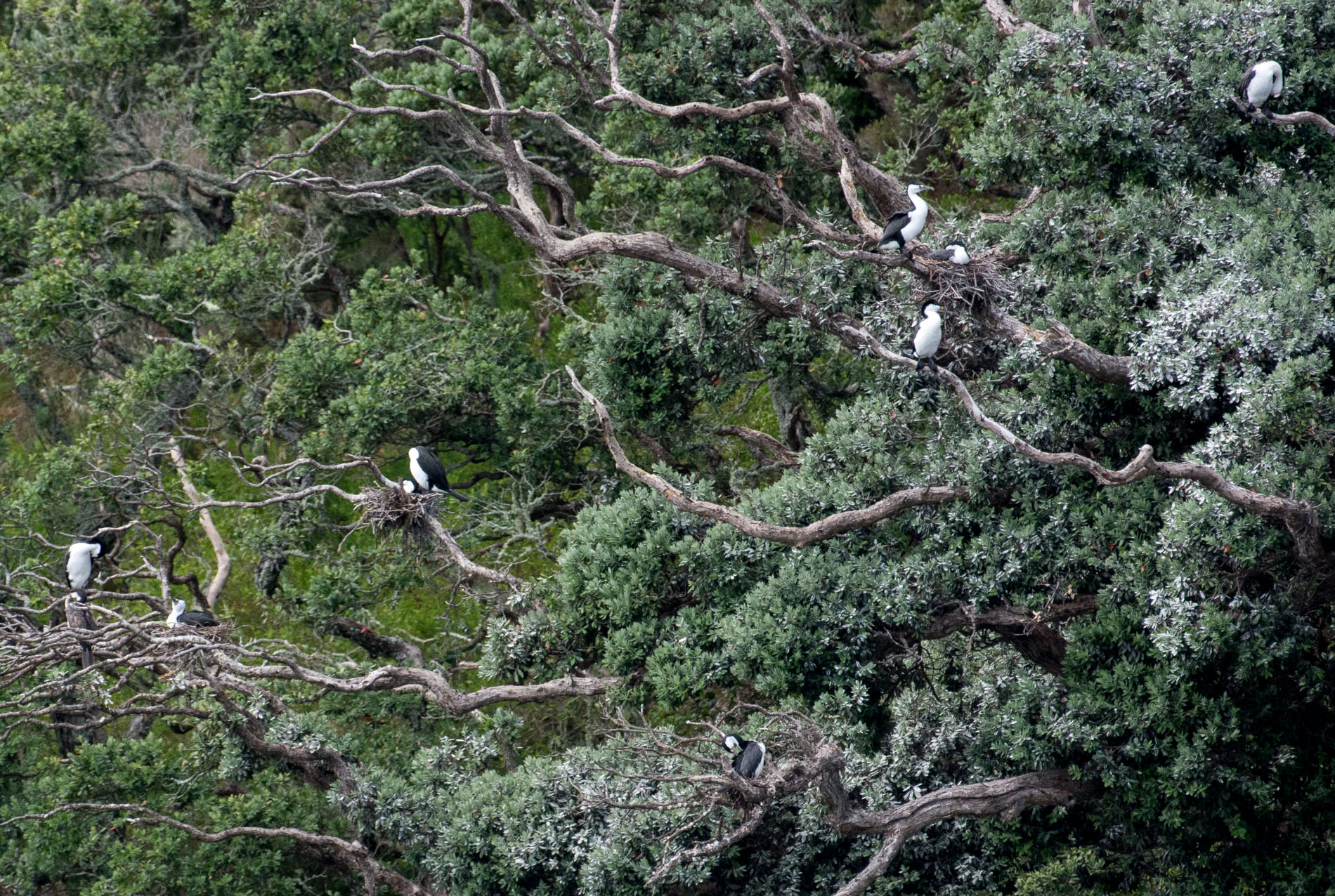 2016 04 02 Sail Day 4 Otaio Bay Birds-103