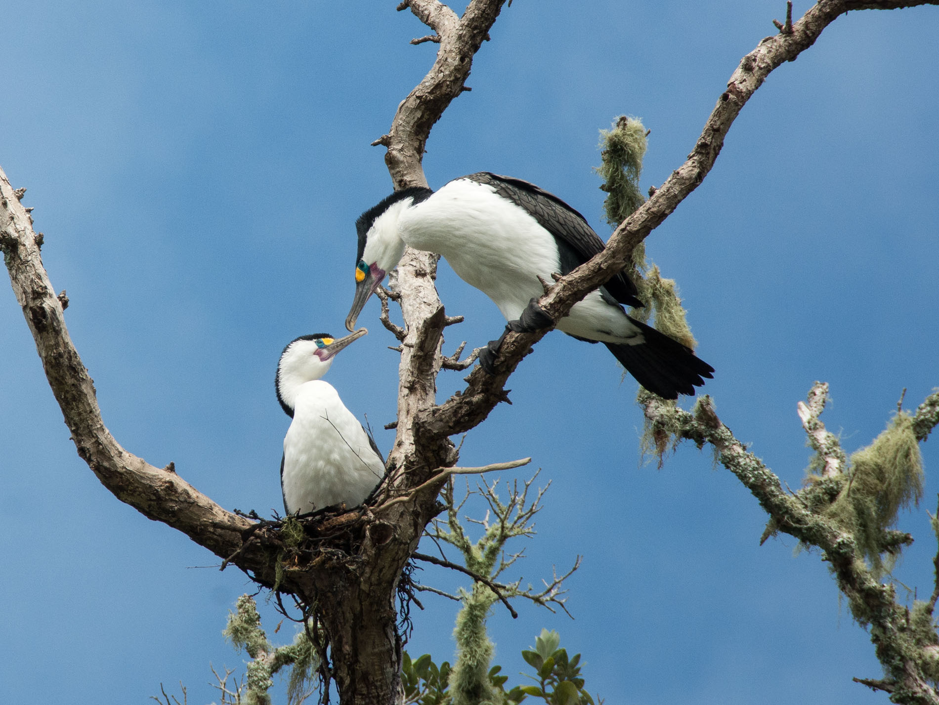 2016 04 02 Sail Day 4 Otaio Bay Birds-117