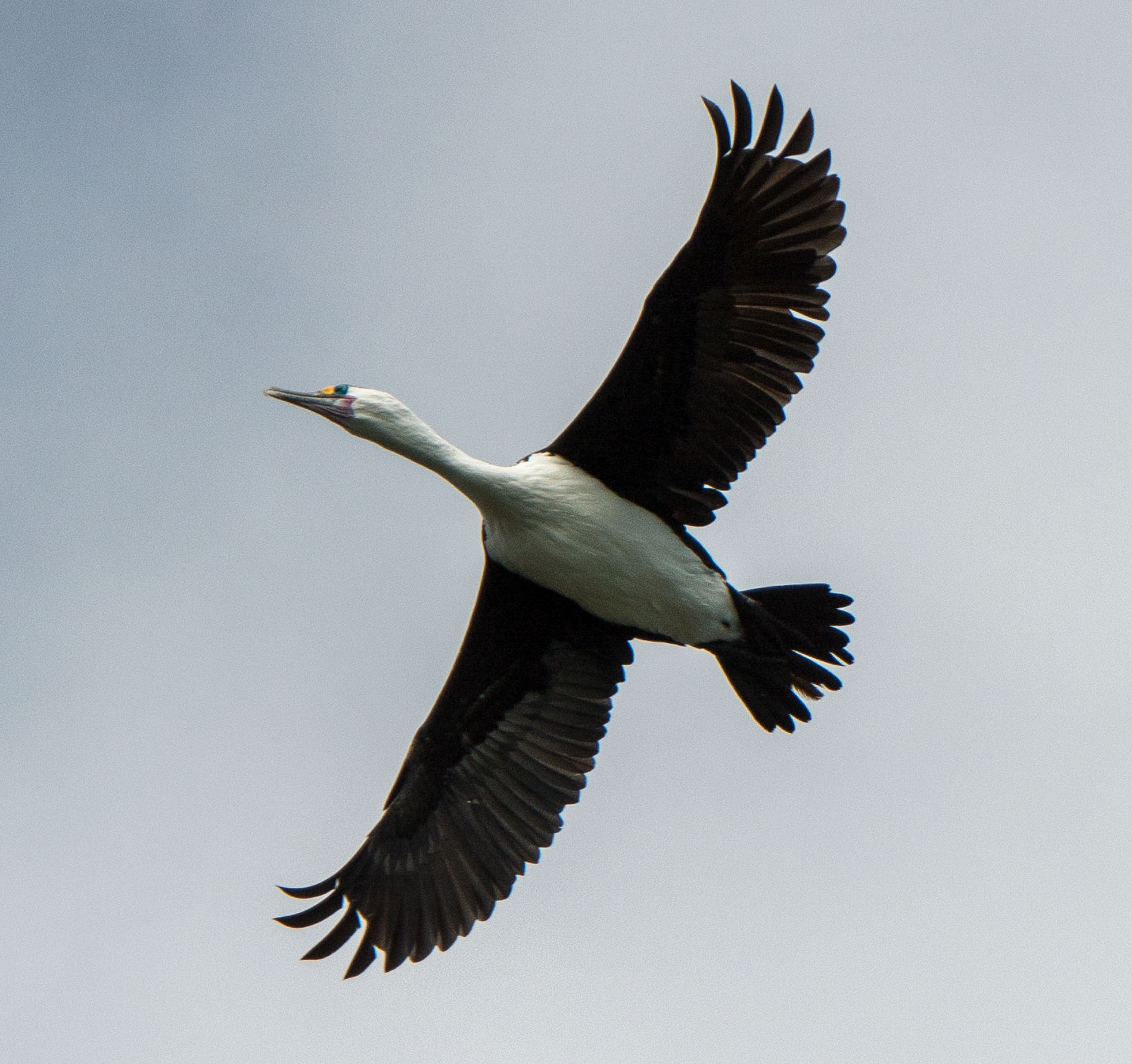 2016 04 02 Sail Day 4 Otaio Bay Birds-128