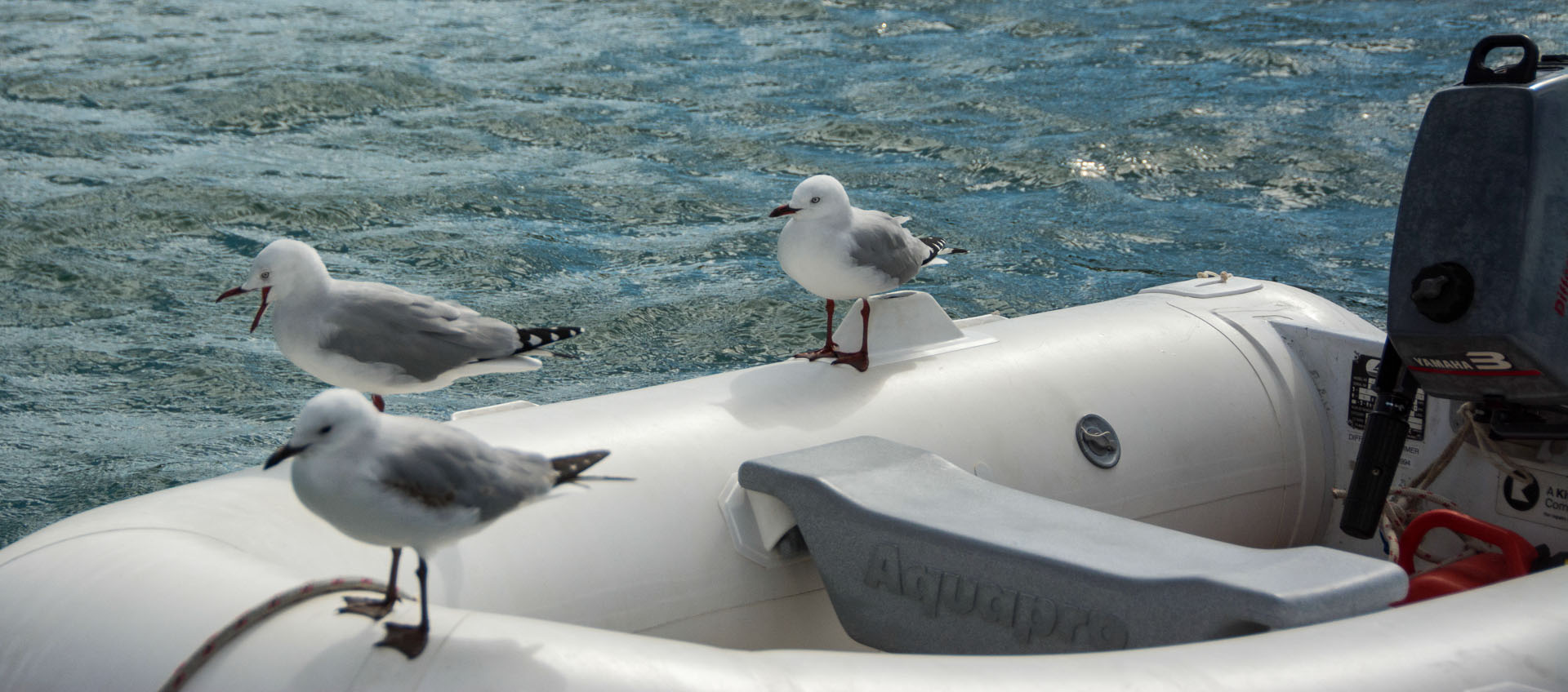 2016 04 05 Sail Nt 7 Anchorage Waewaetorea Bay-101