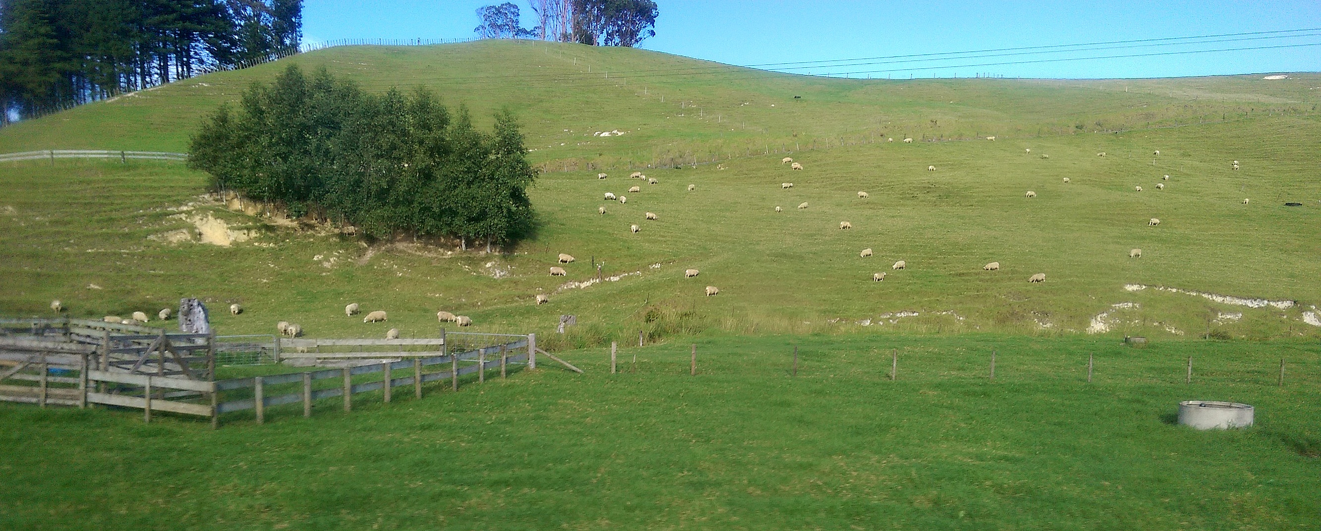 bus ride sheep on a hill