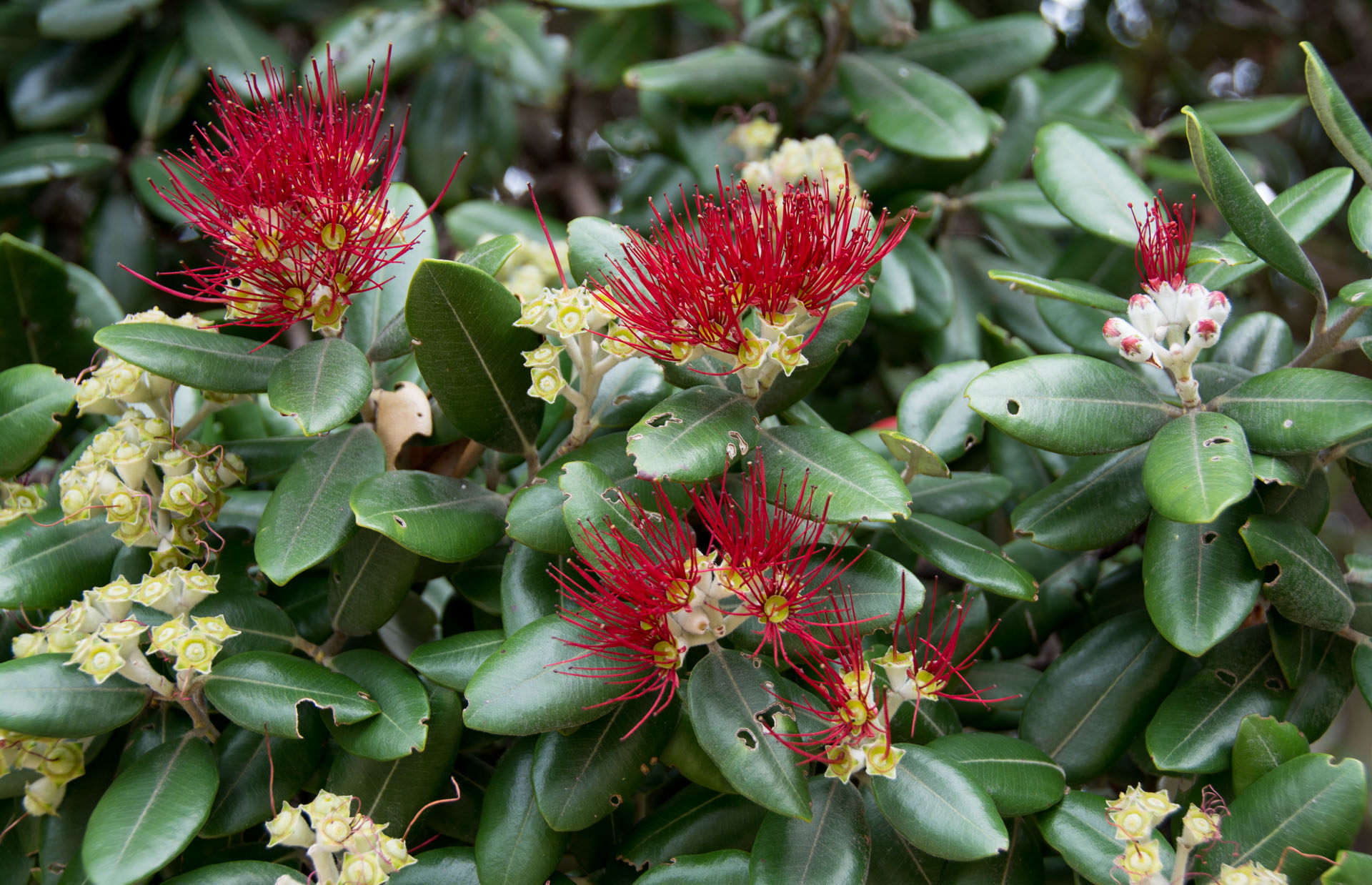 2016 04 11 Sail Day 13 Moturua Island Hike-140