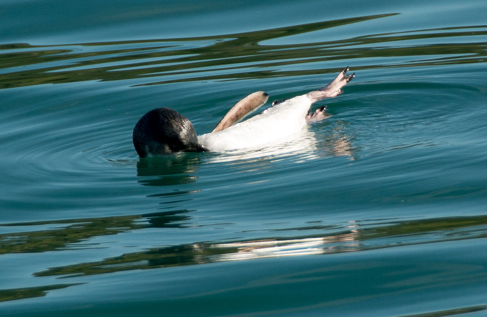2016 04 12 Sail Day 14 Blue Penquin-110