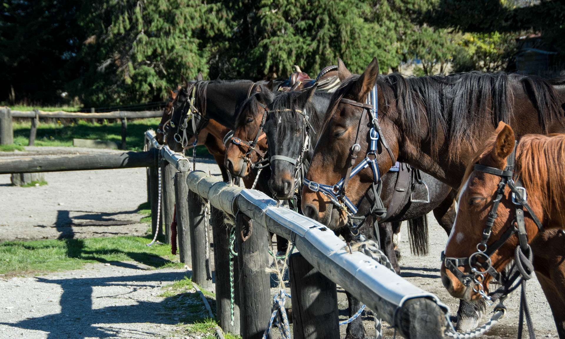 2016 04 15 High Country Horse Stables-105