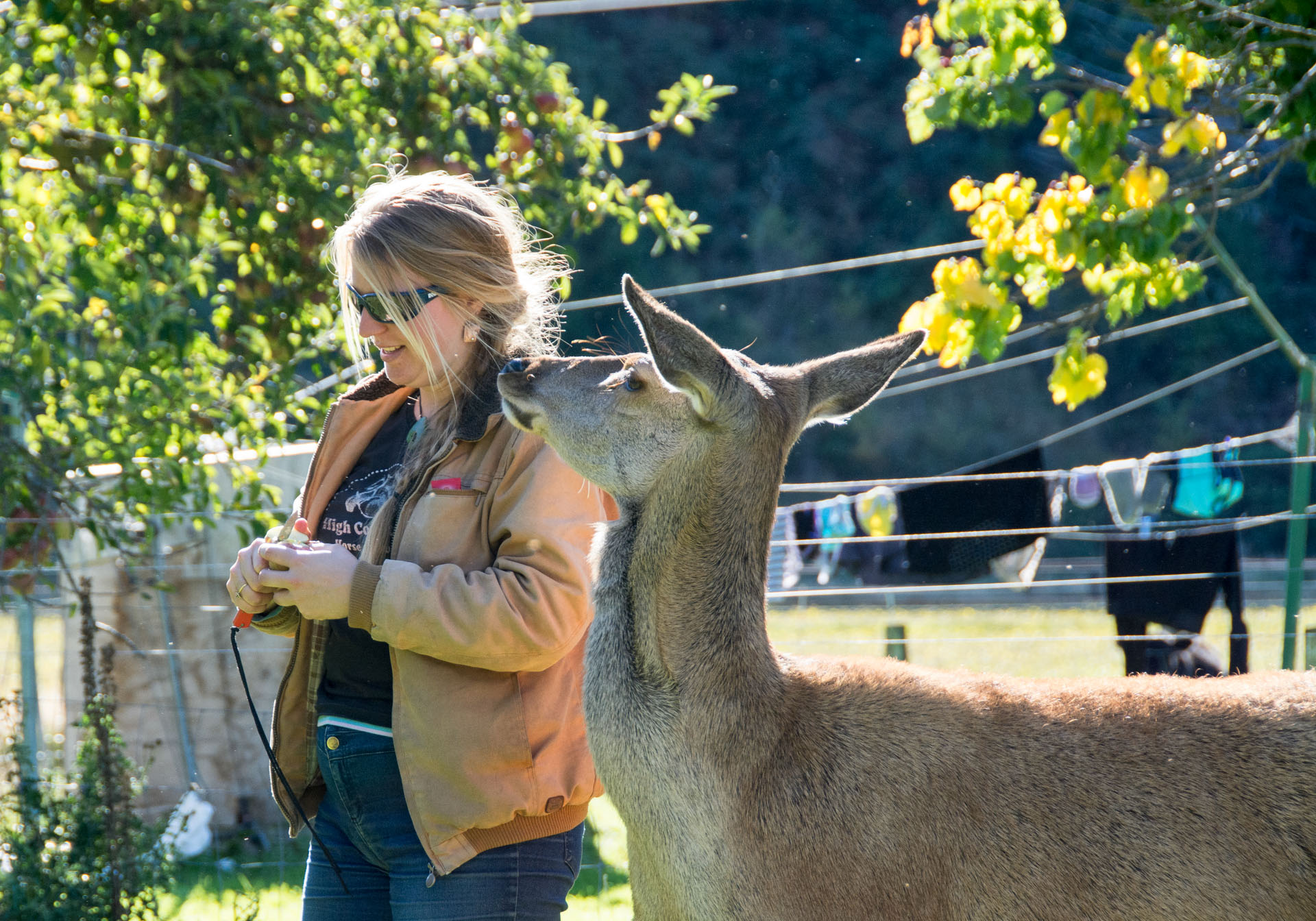 2016 04 15 High Country Horse Stables-110