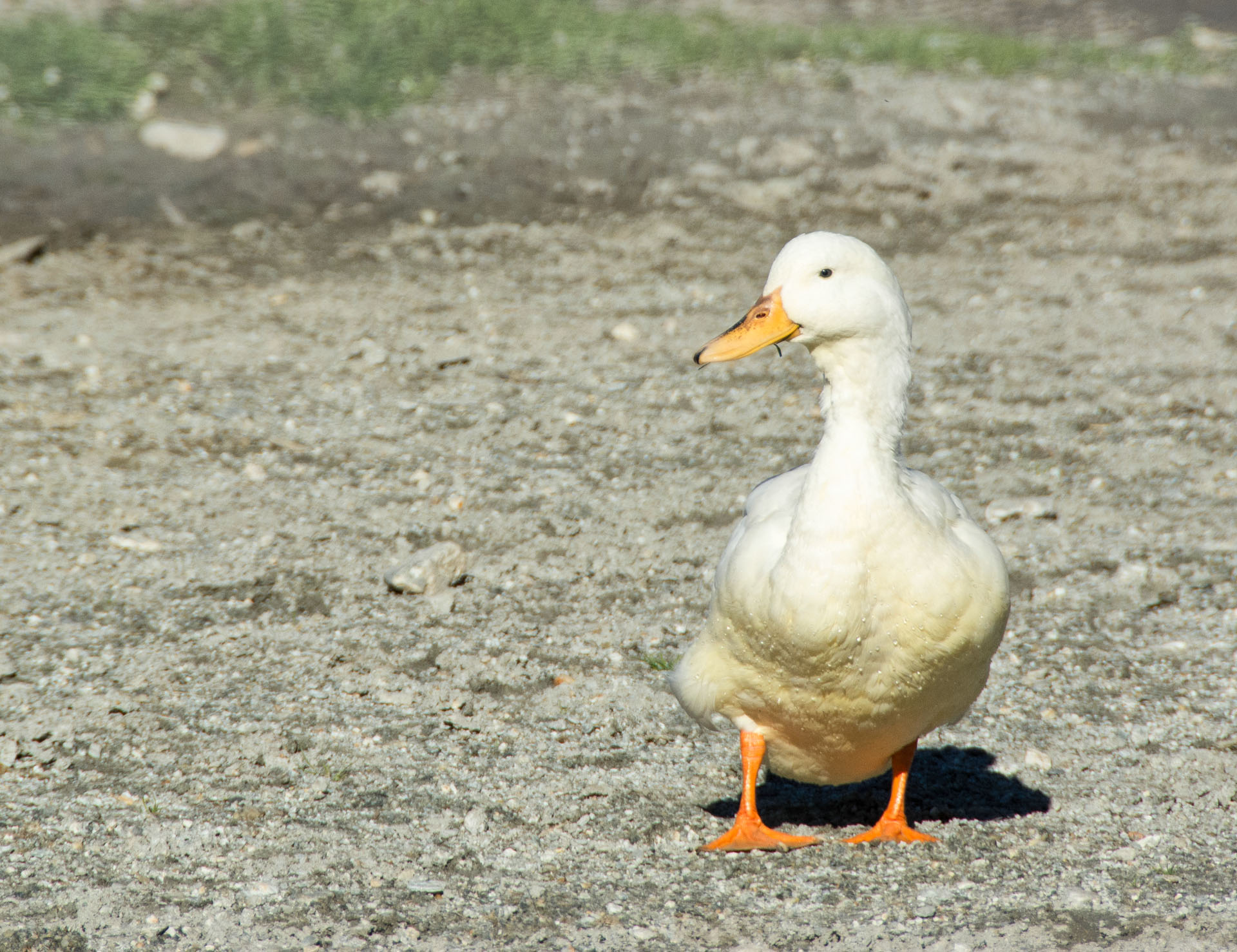 2016 04 15 High Country Horse Stables-116