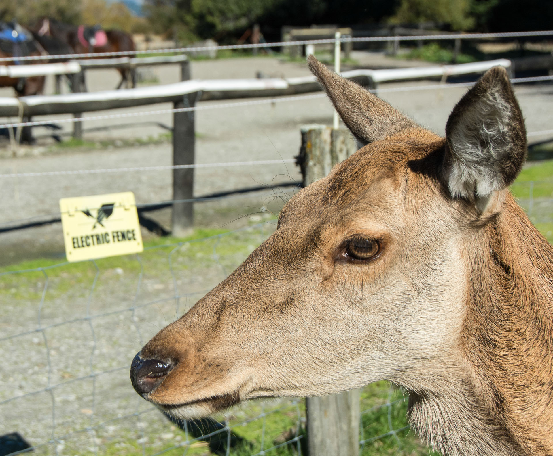 2016 04 15 High Country Horse Stables-120