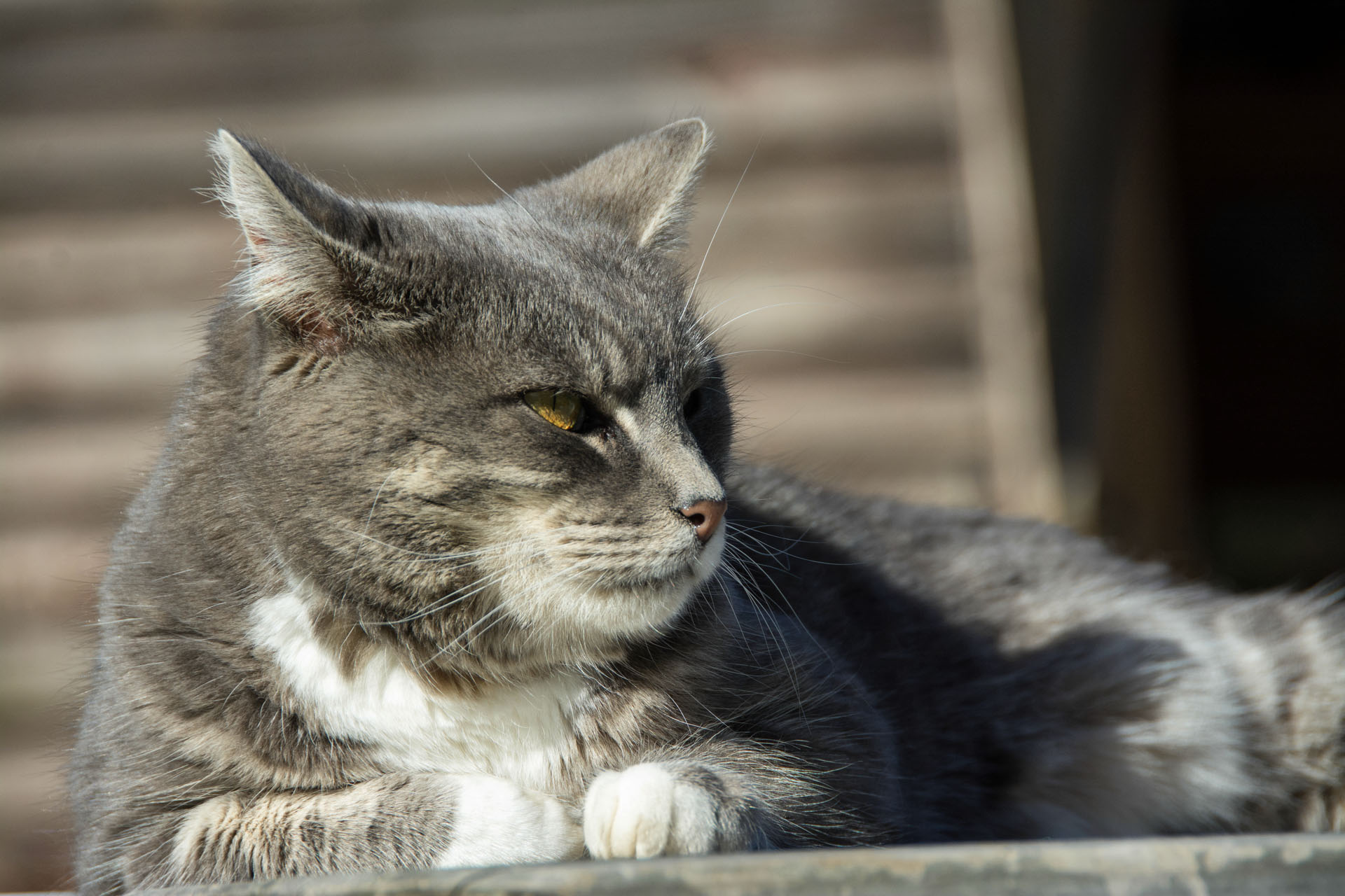 2016 04 15 High Country Horse Stables-125