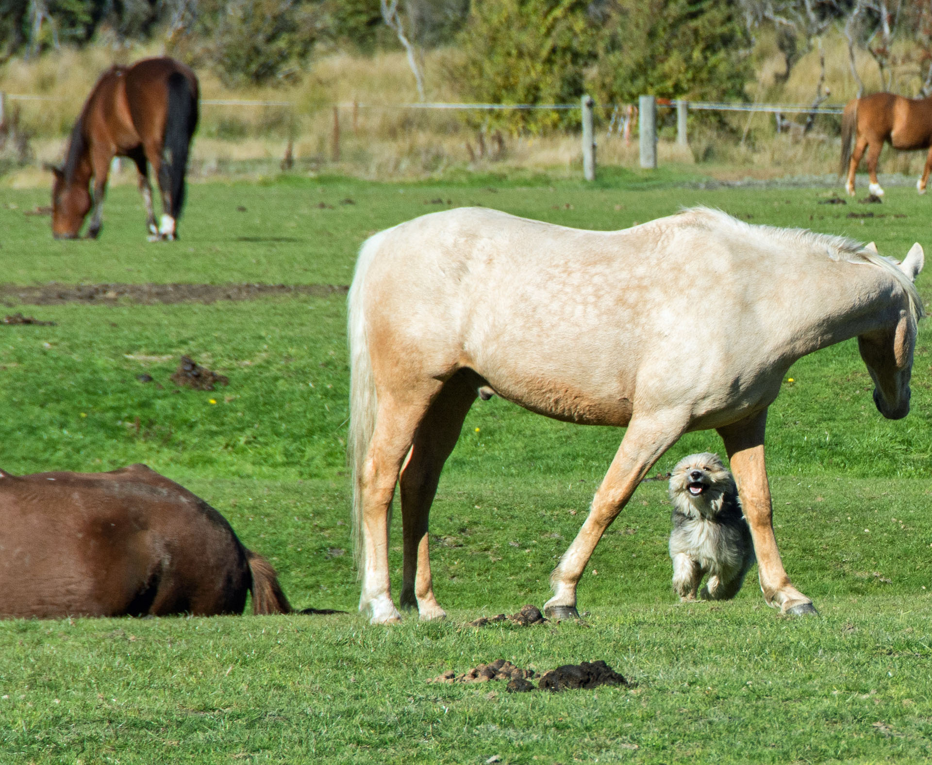 2016 04 15 High Country Horse Stables-130