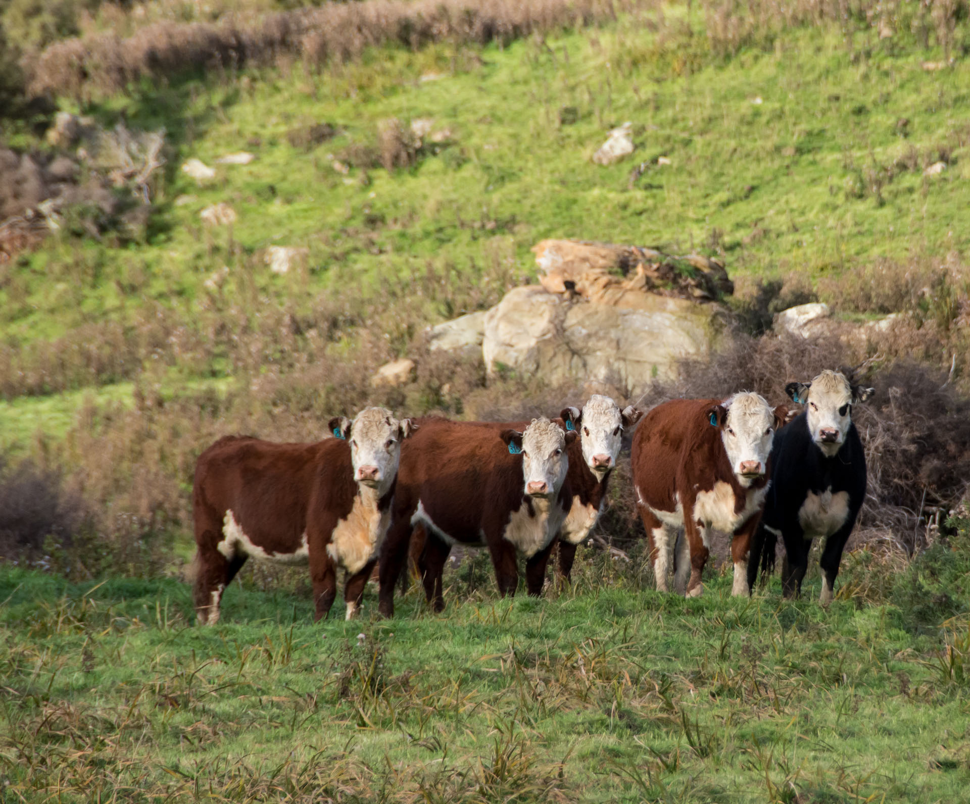 2016 04 19 Milford Rd Cows (110)