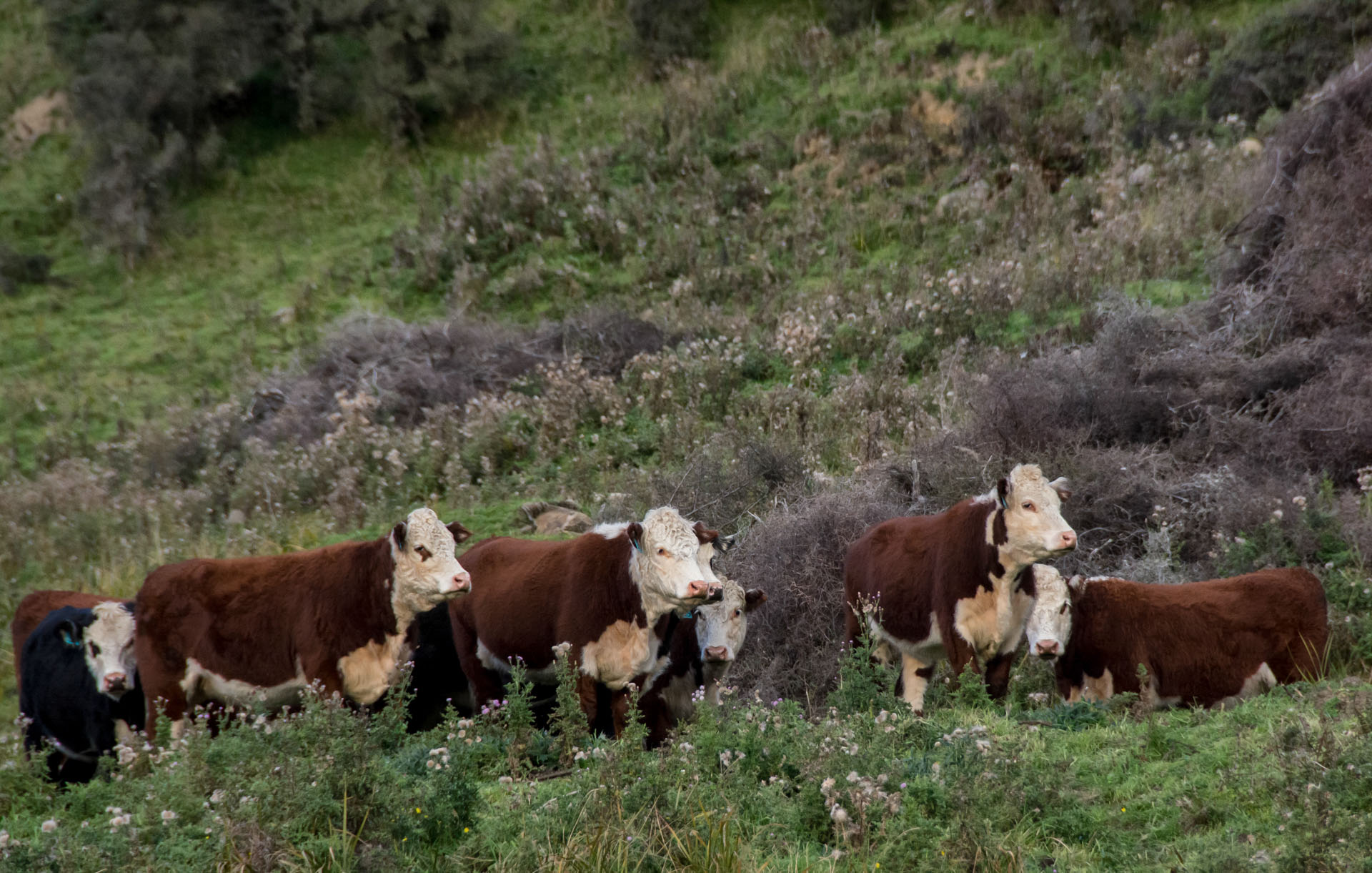 2016 04 19 Milford Rd Cows (155)
