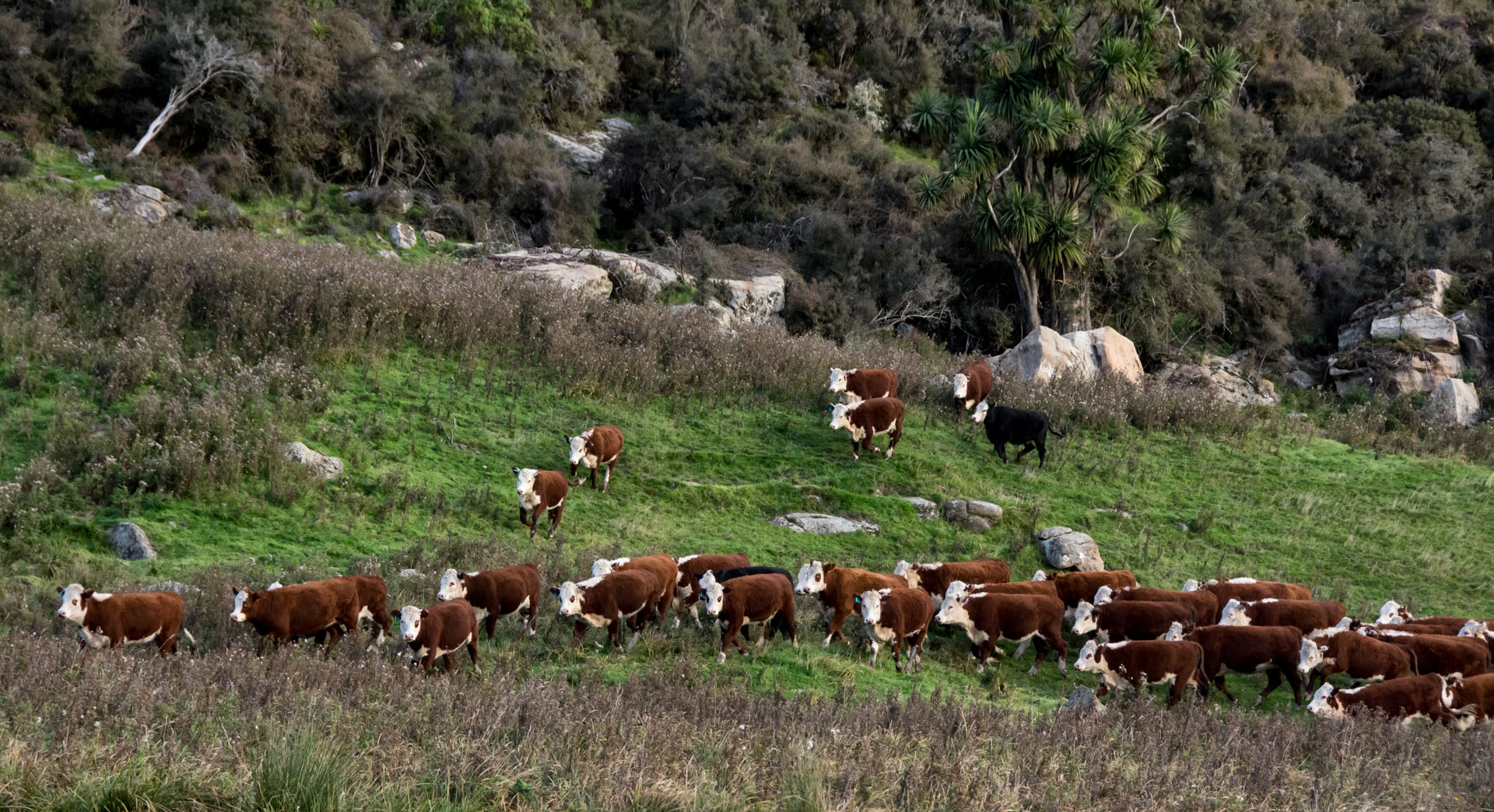 2016 04 19 Milford Rd Cows (158)