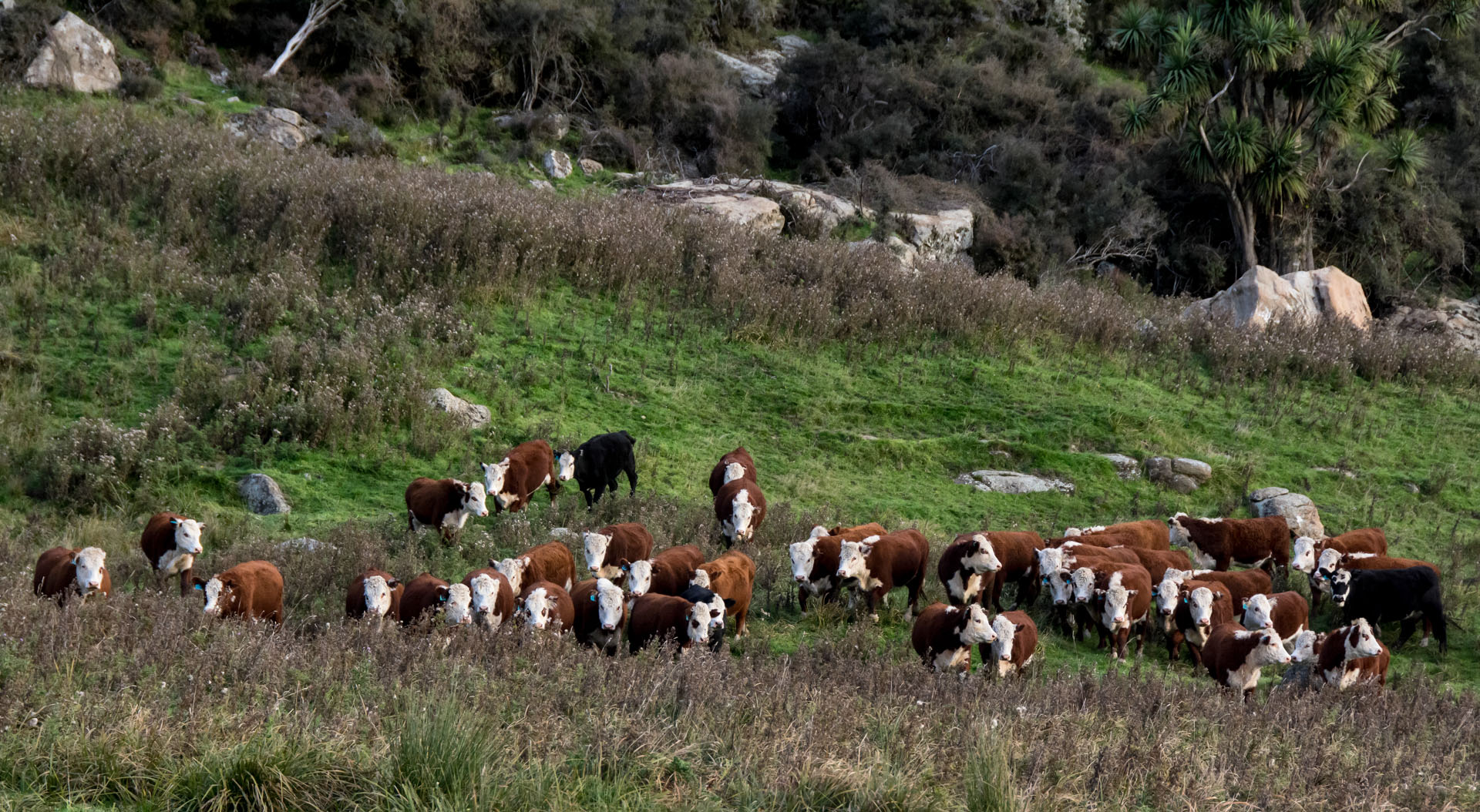 2016 04 19 Milford Rd Cows (161)