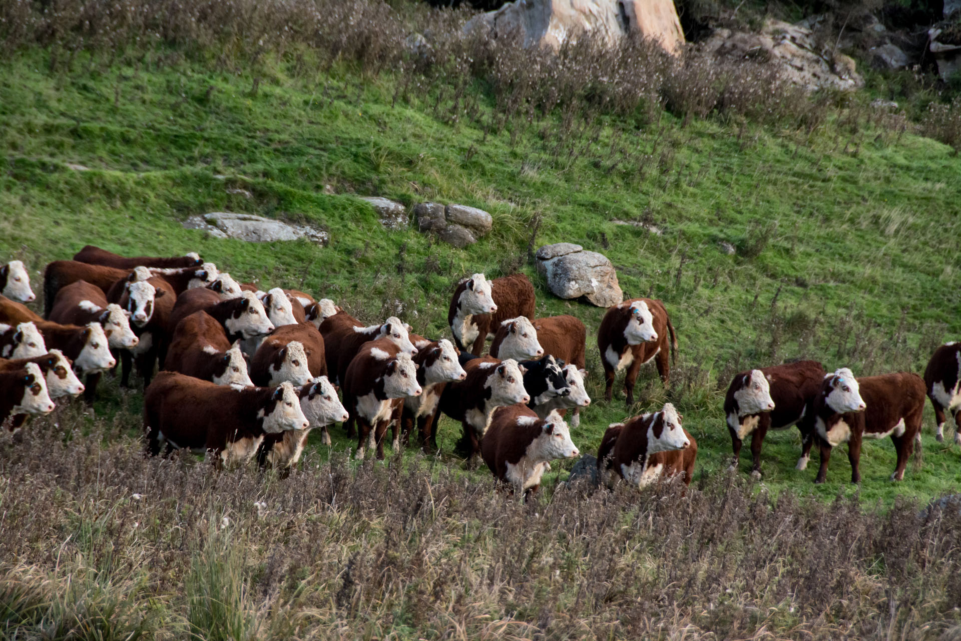 2016 04 19 Milford Rd Cows (167)