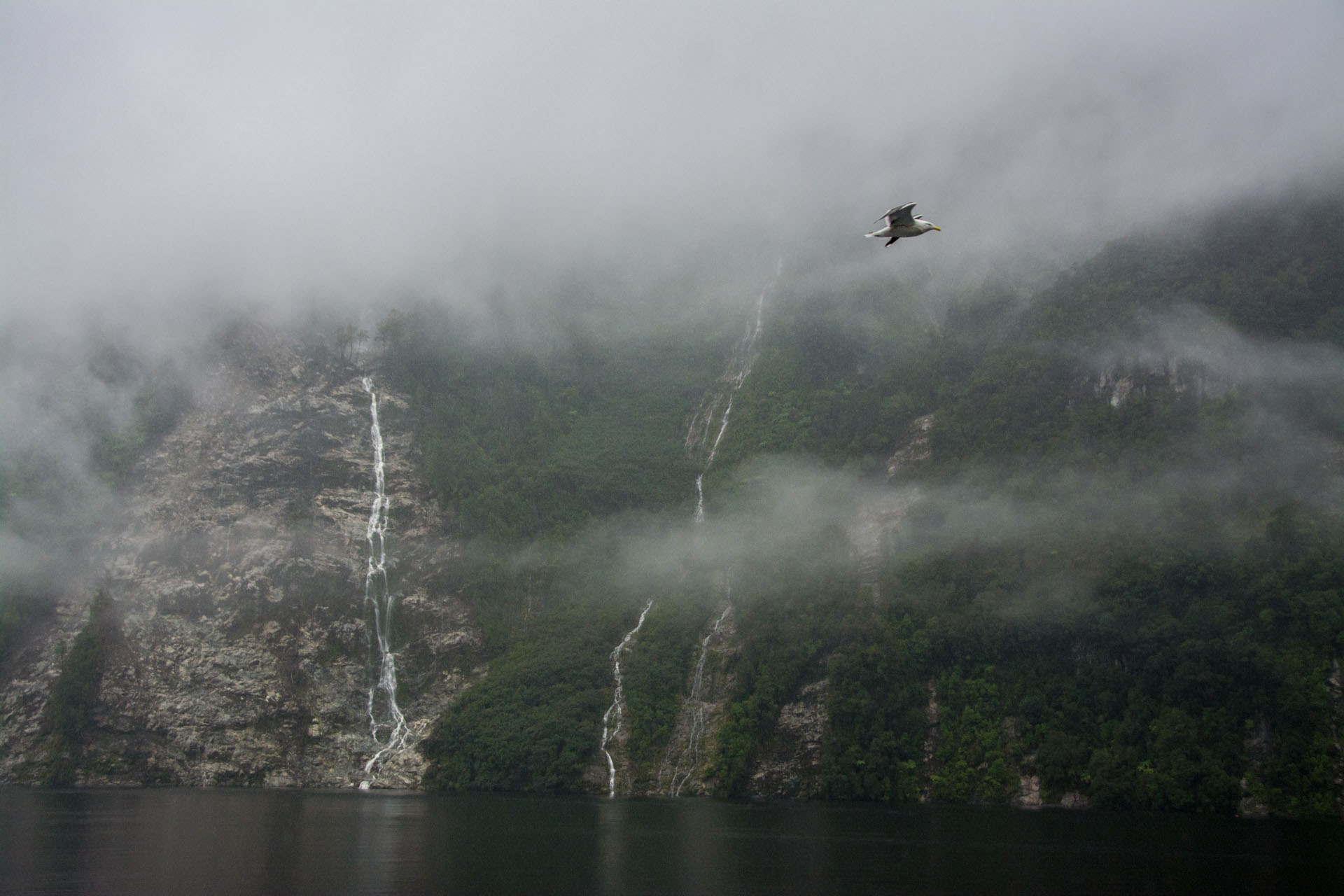 2016 04 20 Doubtful Sound Cruise (100)