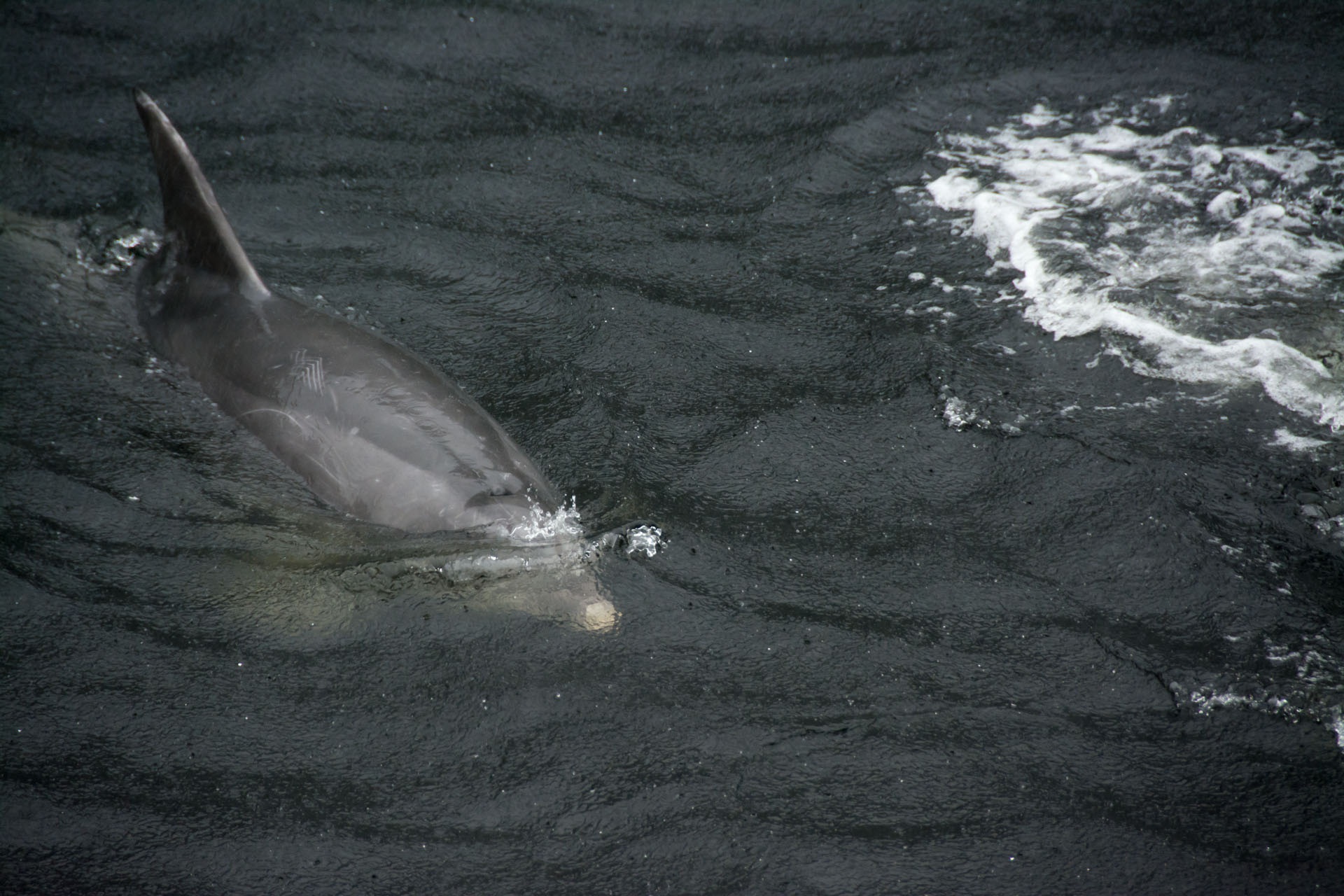 2016 04 20 Doubtful Sound Cruise (136)