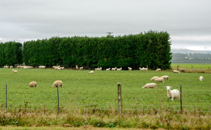 2016 04 23 Drive to Catlins (100)