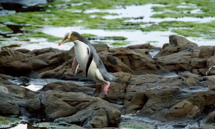 2016 04 23 Yellow Eyed Penquins Curio Bay (282)