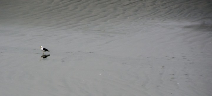 2016 05 01 Cape Foulwind Fur Seals (170)