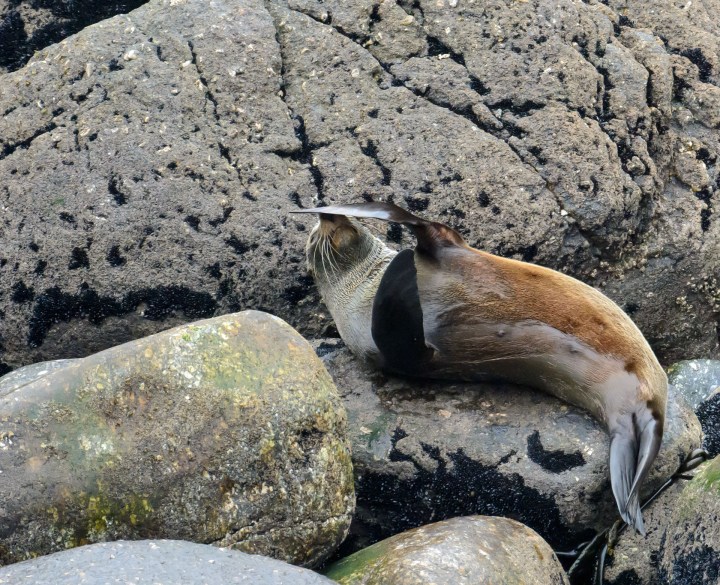 2016 05 01 Cape Foulwind Fur Seals (420)