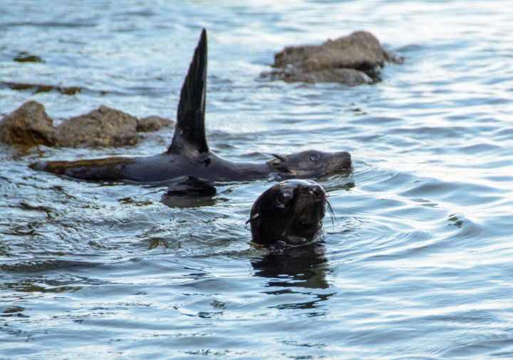2016 05 02 Abel Tasman Seal Pup Swim (127)