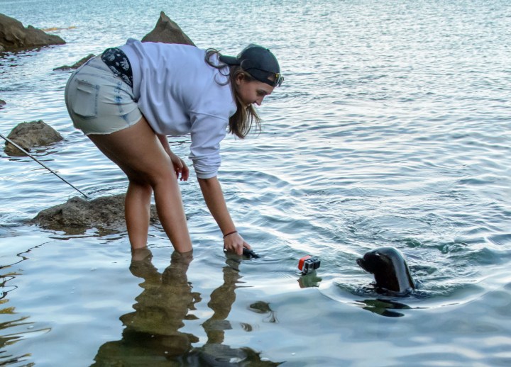 2016 05 02 Abel Tasman Seal Pup Swim (253)
