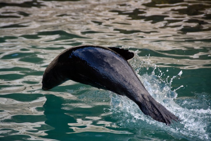 2016 05 02 Abel Tasman Seal Pups (119)