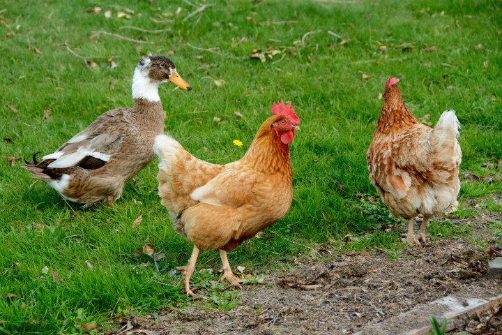 2016 05 03 Kina Beach Walk (202)