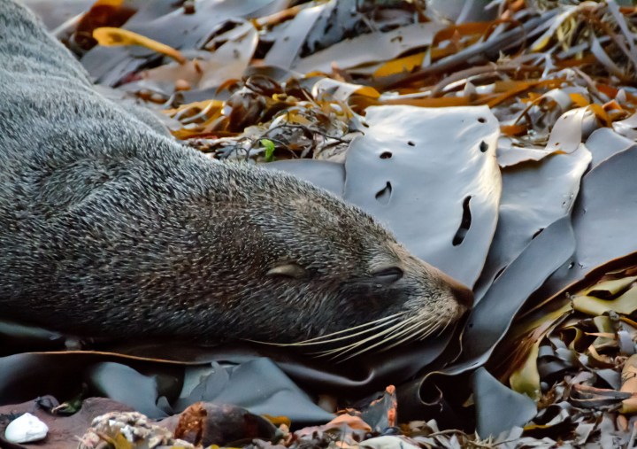 2016 05 04 Kaikoura Drive (116)