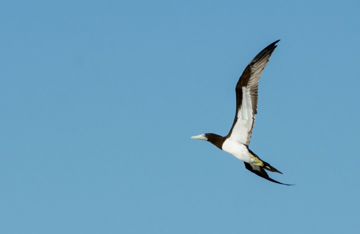 2016 05 15 FP Cruise - Fakarava Bird Island Passage (154)
