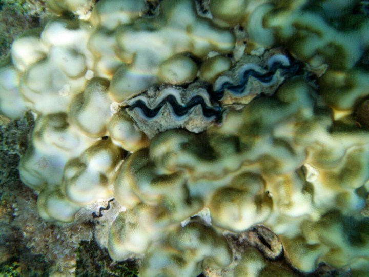 2016 05 15 FP Cruise - Fakarava Bird Island Snorkel (111)