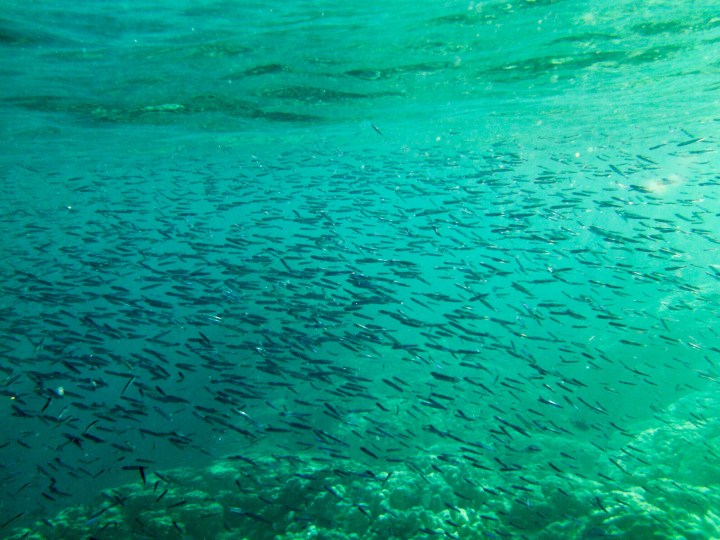 2016 05 15 FP Cruise - Fakarava Bird Island Snorkel (152)