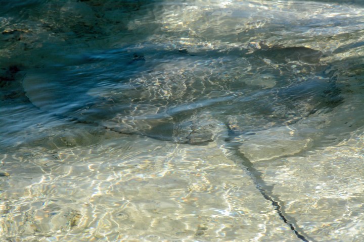 2016 05 15 FP Cruise - Fakarava Blue Lagoon (224)