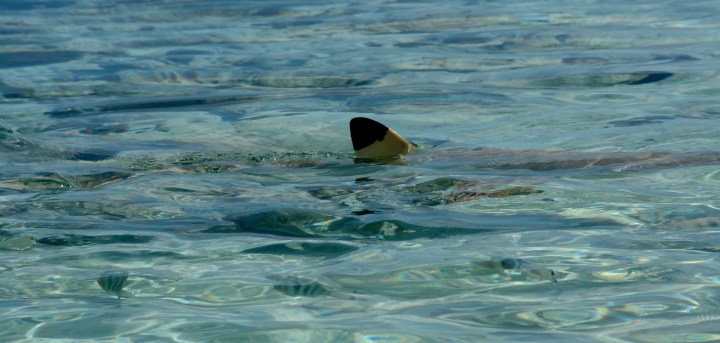 2016 05 15 FP Cruise - Fakarava Blue Lagoon (296)