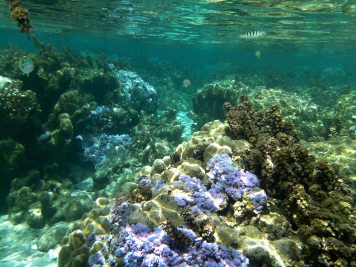 2016 05 18 FP Cruise - Tahaa Drift Snorkle (121)