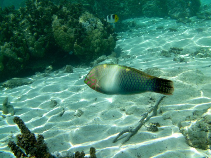2016 05 18 FP Cruise - Tahaa Drift Snorkle (124)