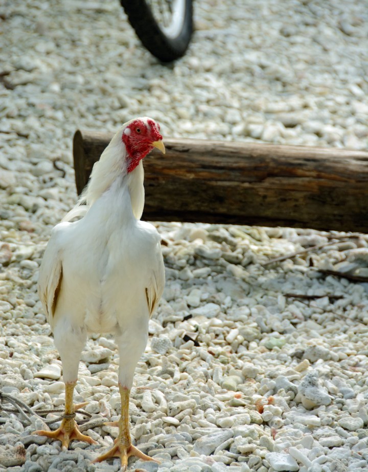 2016 05 19 FP Cruise - Huahine Island Tour (130)